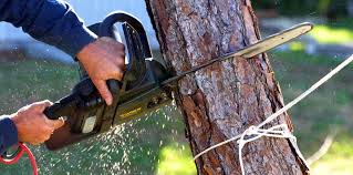 How Our Tree Care Process Works  in  Greens Farms, CT