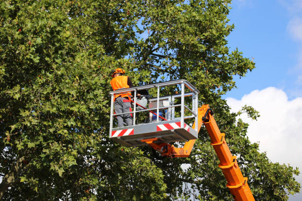 Greens Farms, CT Tree Services Company